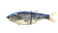 Zimmer Instigator 8" Glide Baits -Daiwa Store InstagatorRifRaff2.0