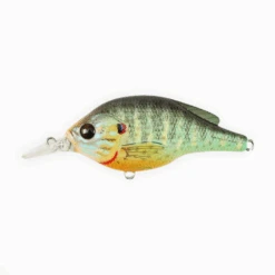 Live Target Pumpkinseed